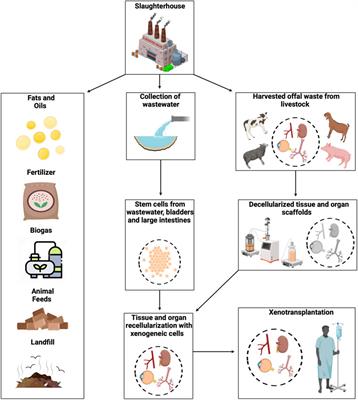 From waste to wealth: Repurposing slaughterhouse waste for xenotransplantation